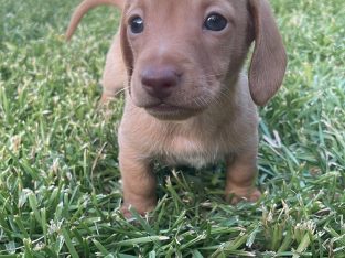 Miniature Dachshund – Charmhaven