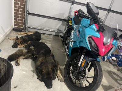 German Shepherd – Gwandalan