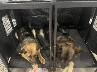 German Shepherd – Gwandalan