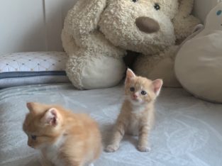 Ragdoll – Stretton