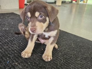 Australian Kelpie – Gordonvale