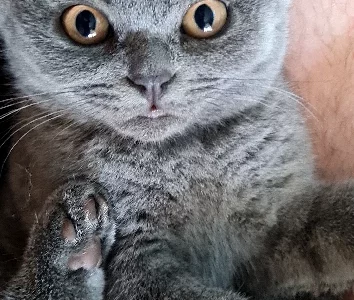 British Shorthair – Rosebud