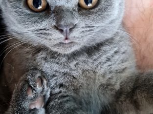 British Shorthair – Rosebud