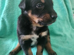 Australian Kelpie – Mount Forbes