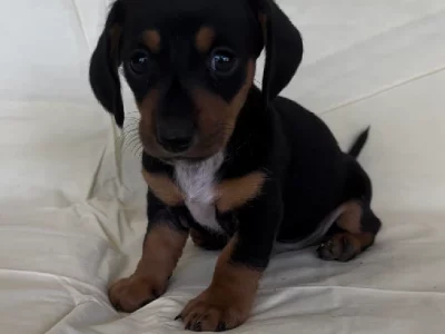 Dachshund – Holbrook