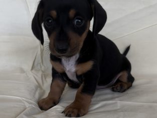 Dachshund – Holbrook