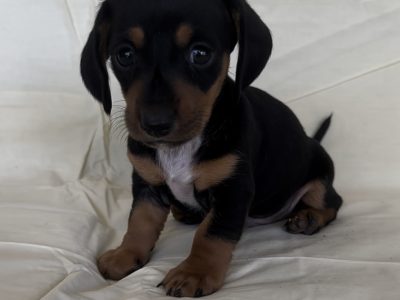 Dachshund – Holbrook