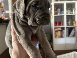 Mastiff – Rhys