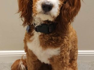 Cavoodle – Caloundra West