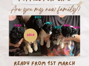 Cavoodle – Buderim