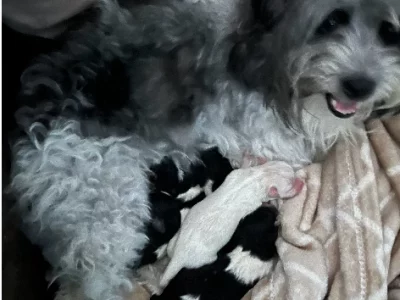 Maltese Shih Tzu – Biloela