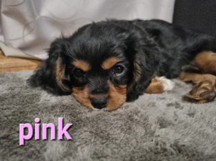 Cavalier King Charles Spaniel – Horsham
