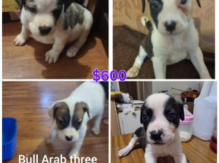 Bullmastiff – Ahamed Serhan