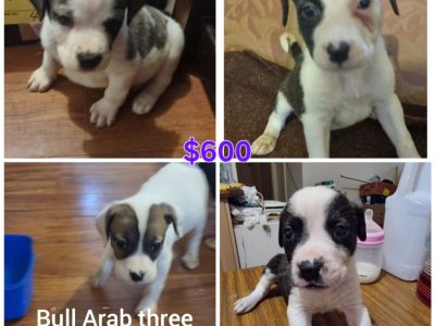 Bullmastiff – Ahamed Serhan