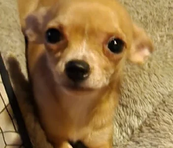 Chihuahua – Penrith