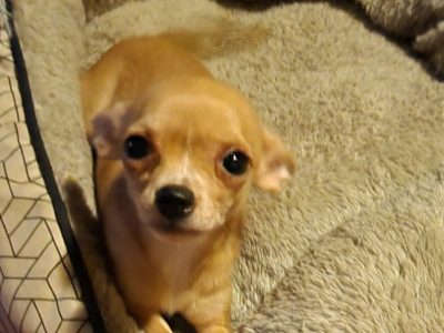 Chihuahua – Penrith