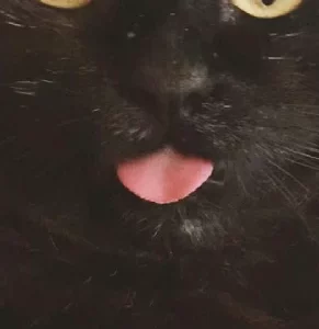 Domestic Medium Hair (DMH) – Currumbin Waters