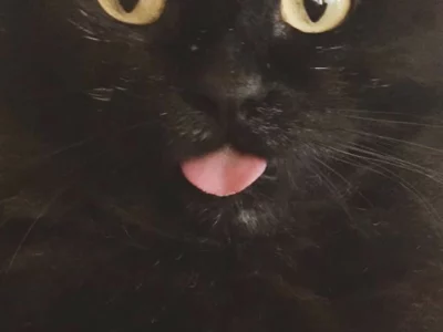 Domestic Medium Hair (DMH) – Currumbin Waters