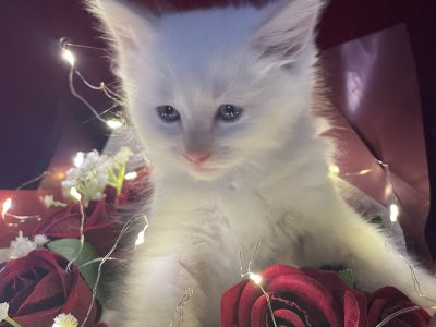 Ragdoll – Foreverlily