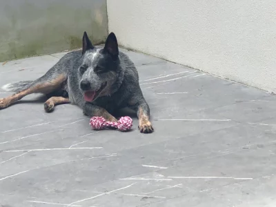 Australian Cattle Dog – Muswellbrook