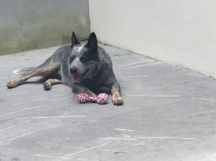 Australian Cattle Dog – Muswellbrook