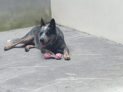 Australian Cattle Dog – Muswellbrook