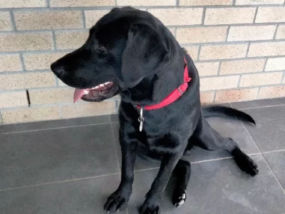 Labrador Retriever – Heritage Park