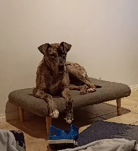 Great Dane – Broadmeadows