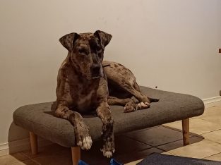 Great Dane – Broadmeadows