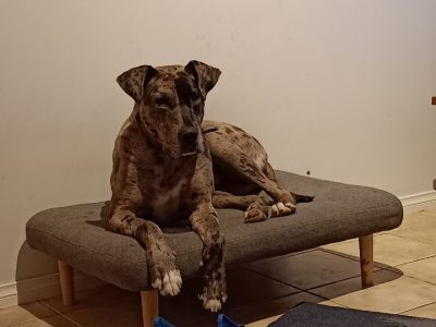 Great Dane – Broadmeadows