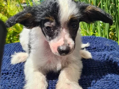 Chinese Crested – Para Hills West