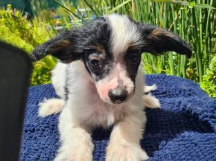 Chinese Crested – Para Hills West