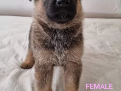 German Shepherd – Ballajura