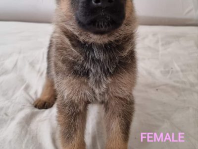 German Shepherd – Ballajura