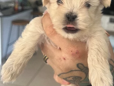 Maltese Shih Tzu – Gladstone Central