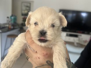 Maltese Shih Tzu – Gladstone Central
