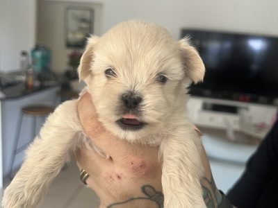 Maltese Shih Tzu – Gladstone Central