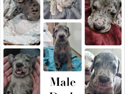 Great Dane – Redcliffe