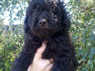 Bichoodle – Sunbury