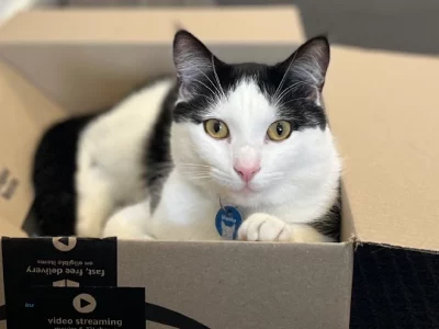 Domestic Short Hair (DSH) – Craigieburn