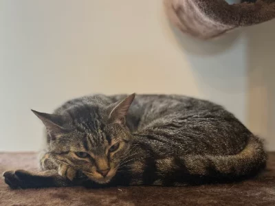 Bengal – Craigieburn