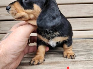 Dachshund – Bracken Ridge