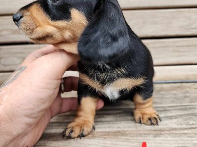 Dachshund – Bracken Ridge