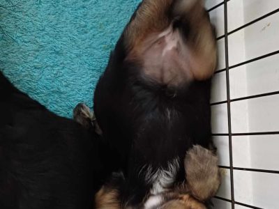 Toy Cavoodle – Medowie