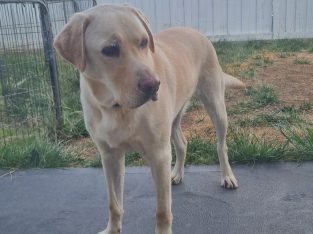 Labrador Retriever – Clyde North