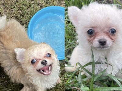 Chihuahua – Peachester