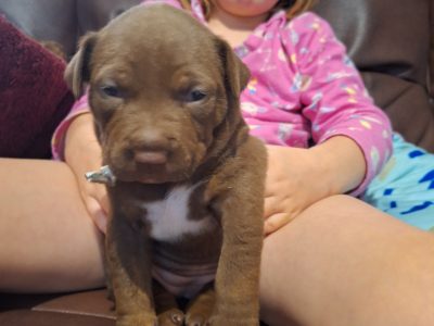 American Staffordshire Bull Terrier – Bunbury