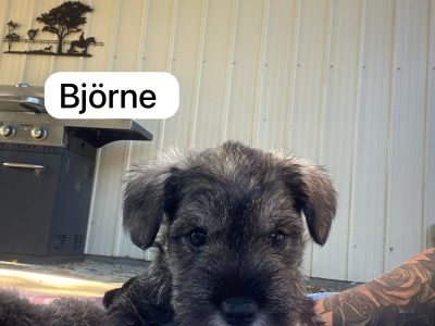 Schnauzer (Miniature) – Beaconsfield