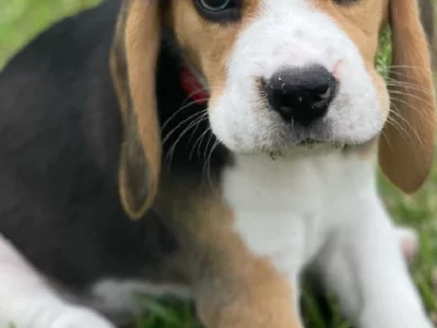 Beagle – Silverdale