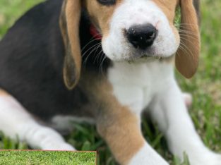 Beagle – Silverdale